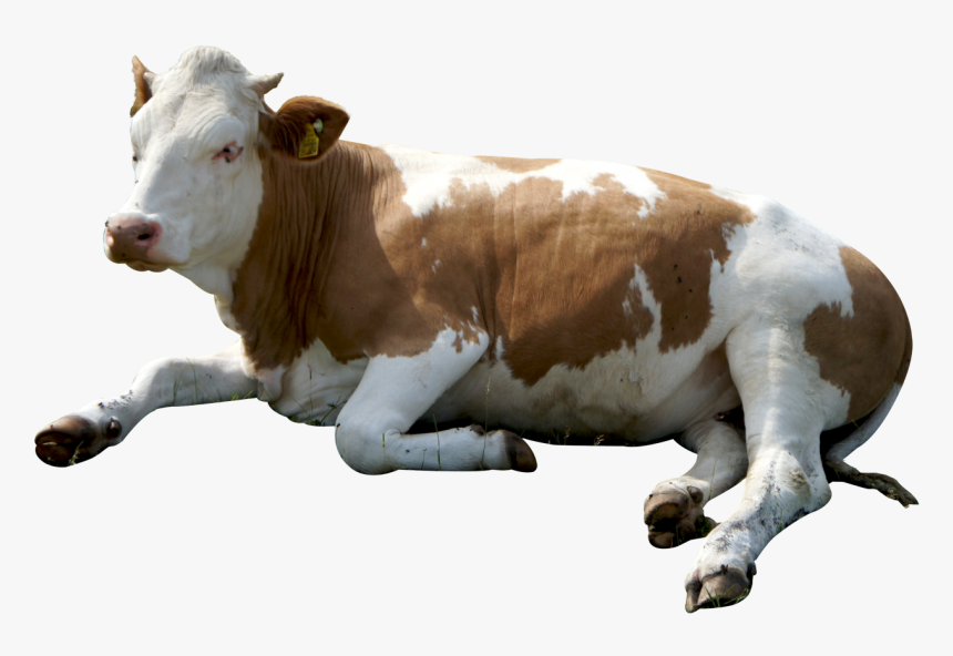 Cow Head Png Hd Pluspng Cow Png Transparent Png Kindpng - cow png roblox