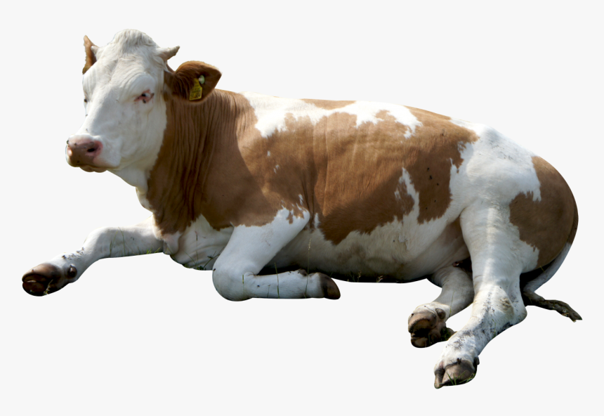 Cow Head Png Hd Pluspng - Cow Png, Transparent Png, Free Download