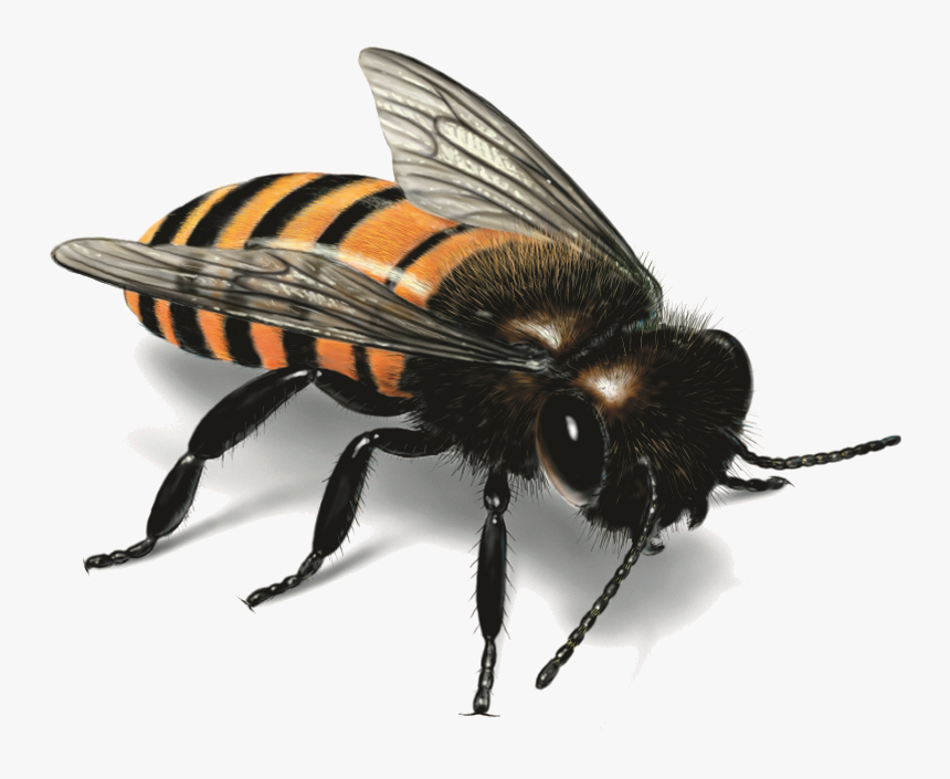 Bee Png Image - Big Honey Bee Png, Transparent Png, Free Download