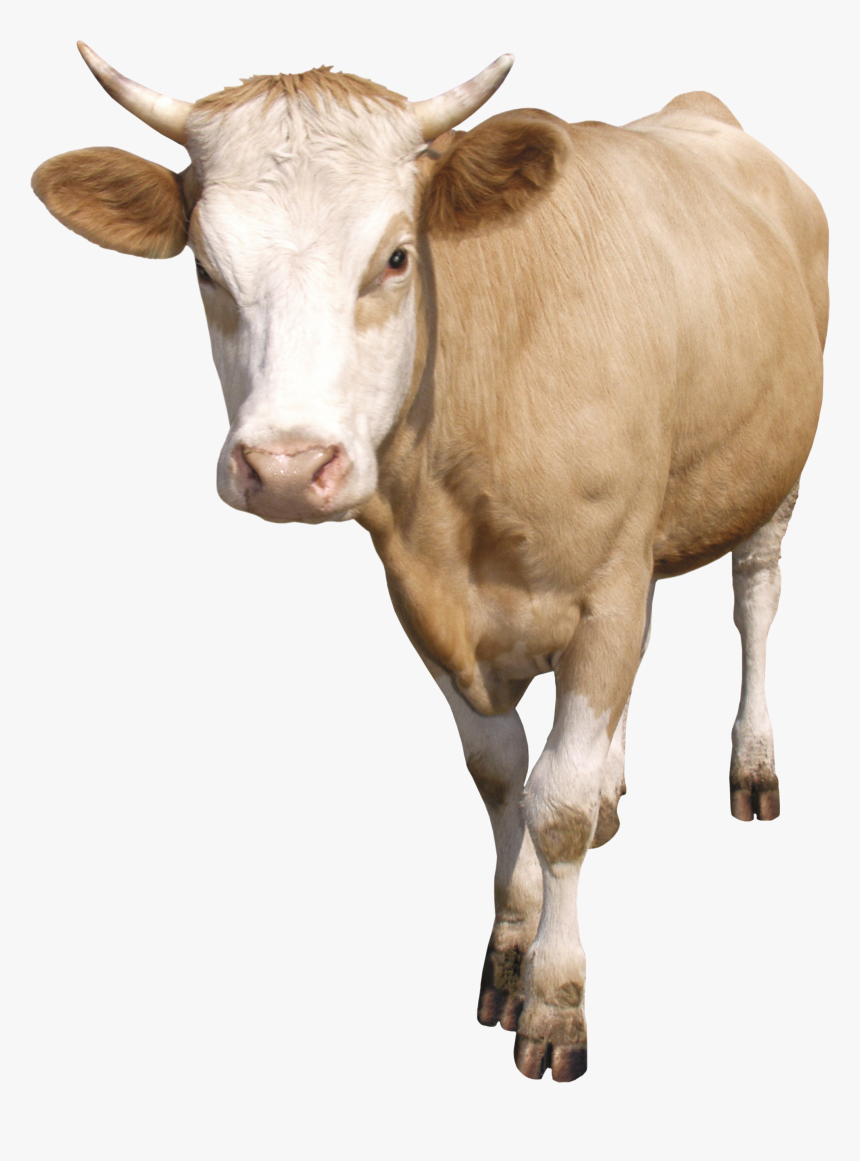 Cow Png - Cattle, Transparent Png, Free Download