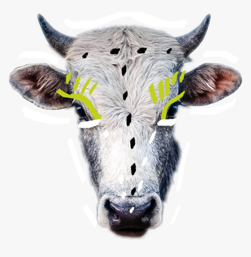 #freetoedit #ftestickers #cow #head #animal#freetoedit - Dairy Cow, HD Png Download, Free Download