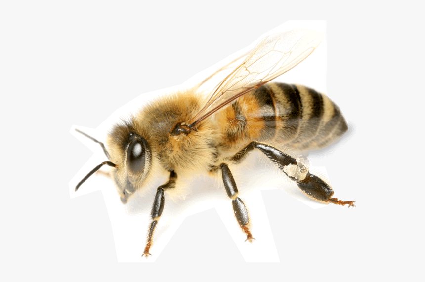 Image Png Bee - New Zealand Honey Bees, Transparent Png, Free Download