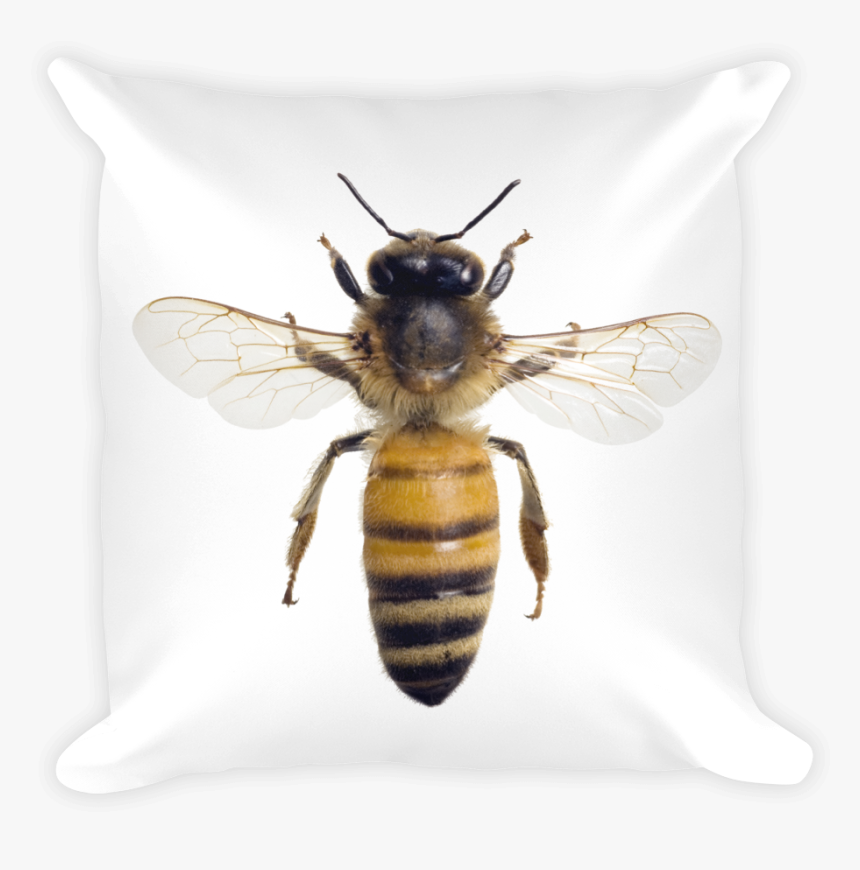 Honey-bee Print Square Pillow - Honey Bee Wings Out, HD Png Download, Free Download