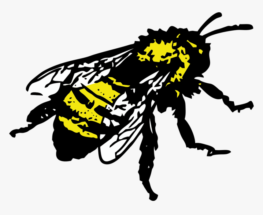 Honey Bee, Insect, Bee - Honey Bee Graphic, HD Png Download, Free Download