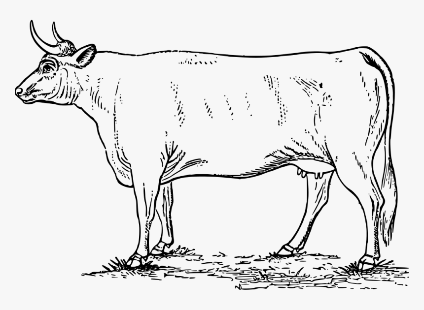 Cow - Clipart Sapi, HD Png Download, Free Download