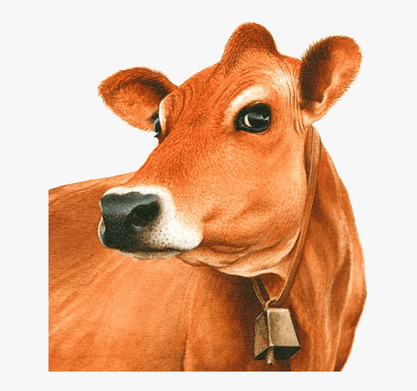 Exotic Breeds Of - Jersey Cow Clipart, HD Png Download, Free Download