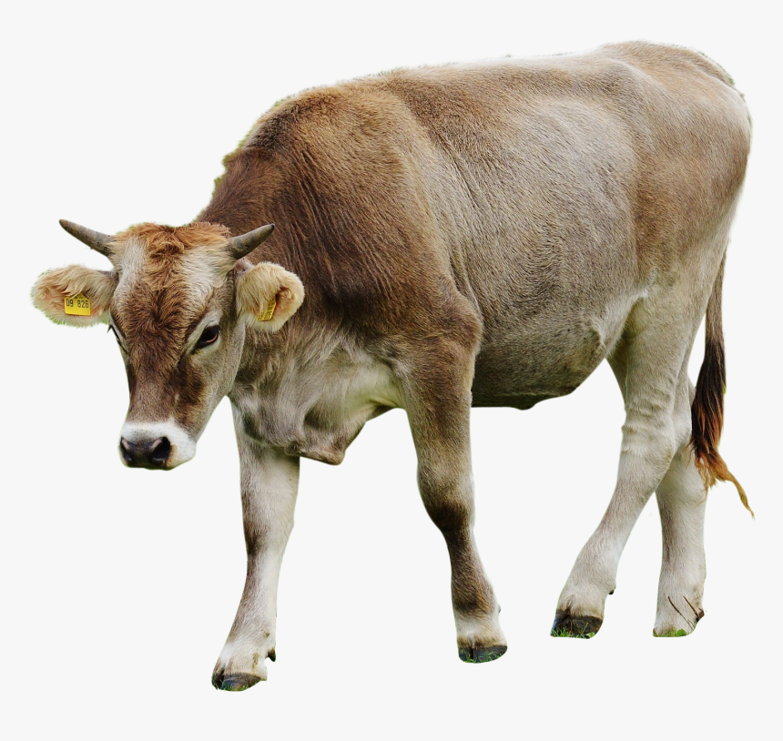 Dairy Cow, HD Png Download, Free Download