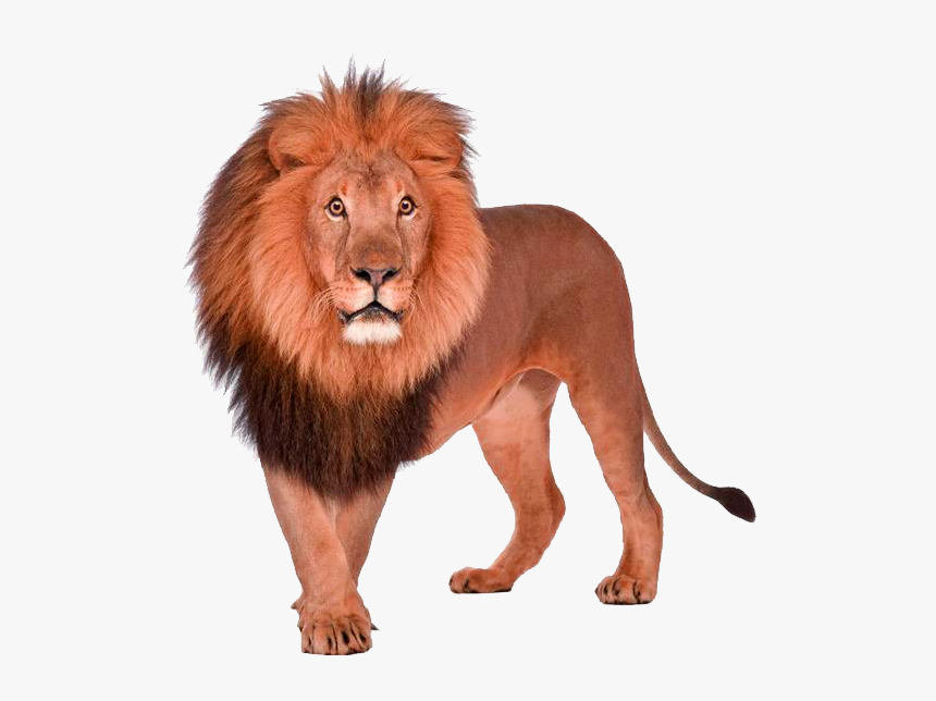 Lion Transparent Background, HD Png Download, Free Download