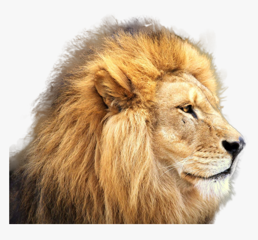 Carnivores Png Image - Lion Jpg High Resolution, Transparent Png, Free Download