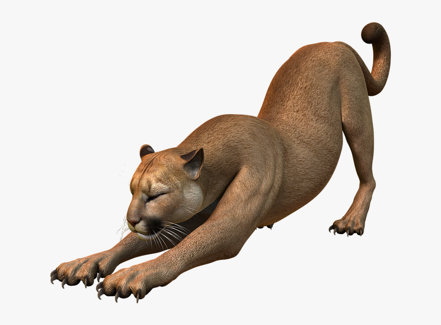 Mountain Lion, Predator, Puma, Wildcat, Big Cat - Puma Animal Png, Transparent Png, Free Download