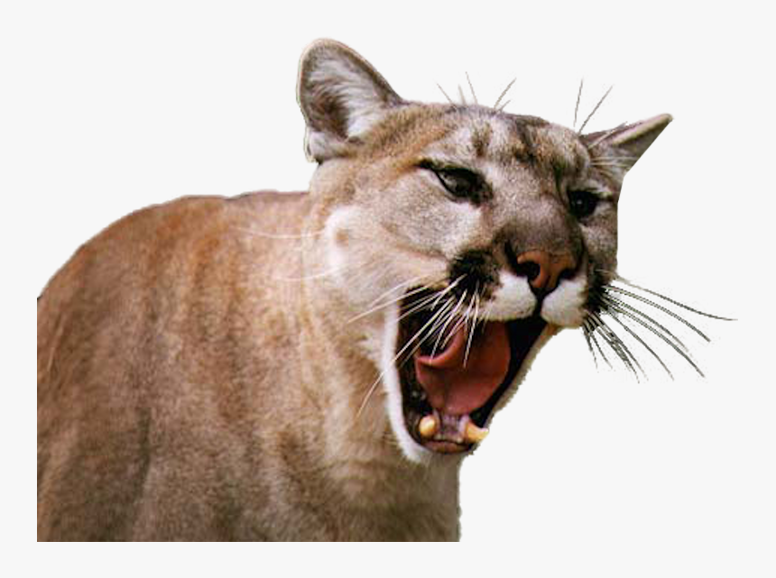 Happy Birthday To A Cougar, HD Png Download, Free Download