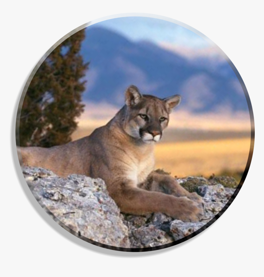 Mountain Lion Wallpaper Big, HD Png Download, Free Download