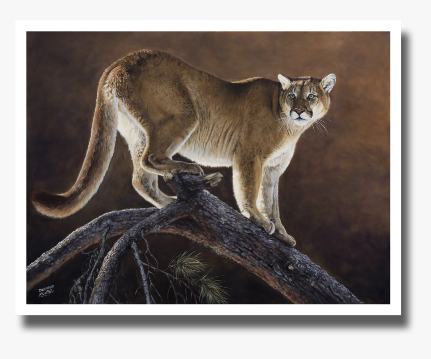 Mountain Lion & Jackpine"
 Class= - Cat Yawns, HD Png Download, Free Download