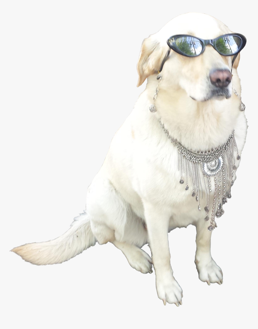 Dog With Sunglasses Png, Transparent Png, Free Download