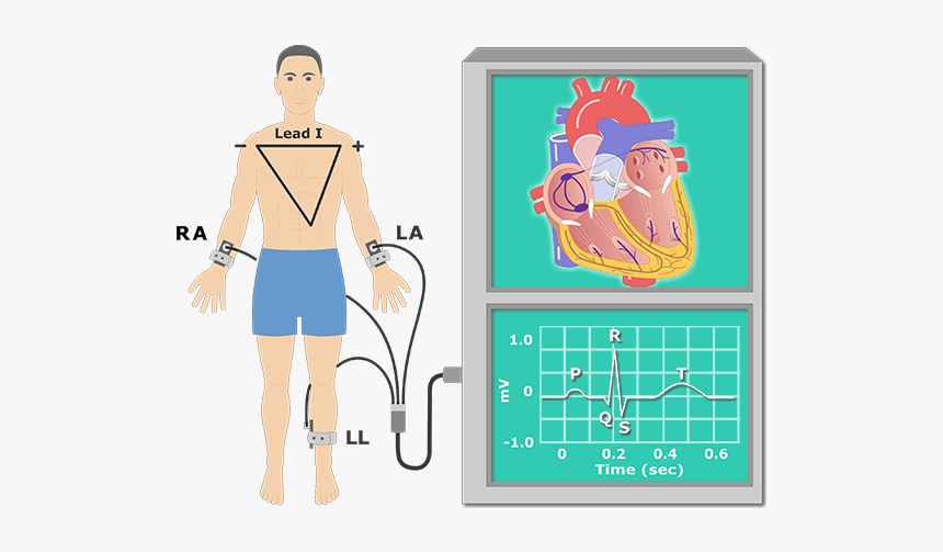 The P Wave Ekg Recording Animation Slide - Recording Ecg Clipart, HD Png Download, Free Download