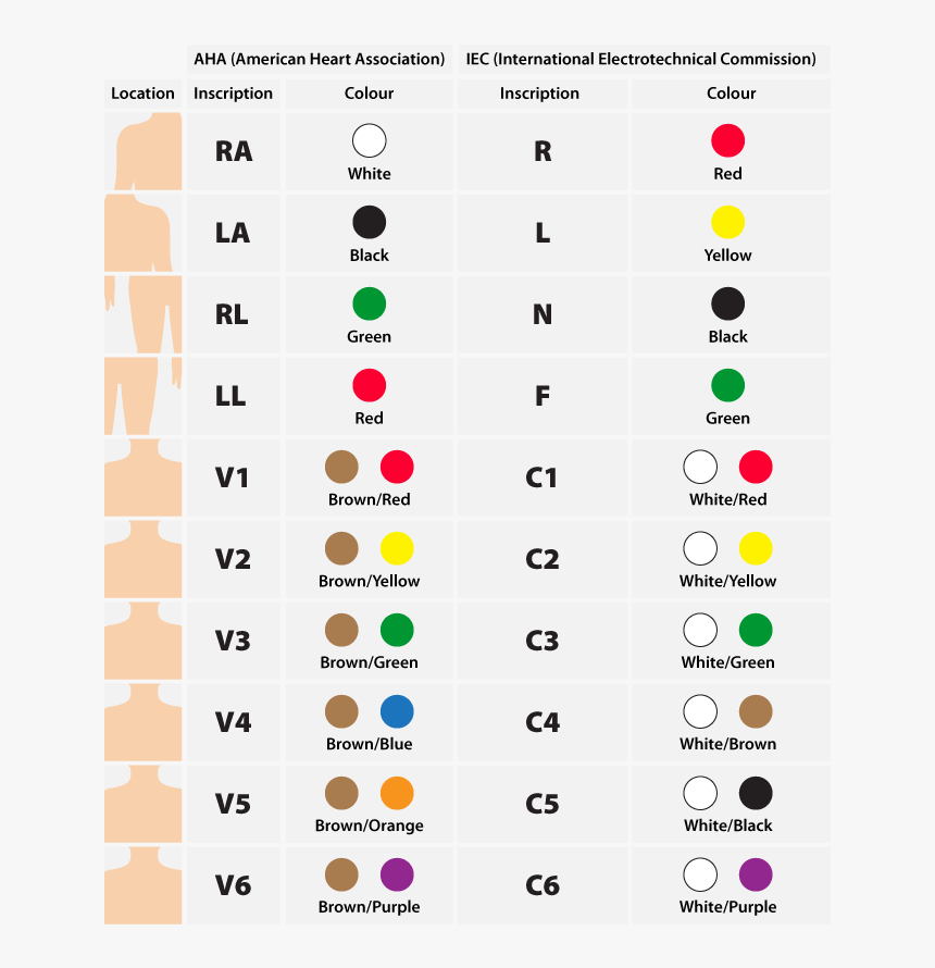 Ecg Lead Placement, HD Png Download, Free Download