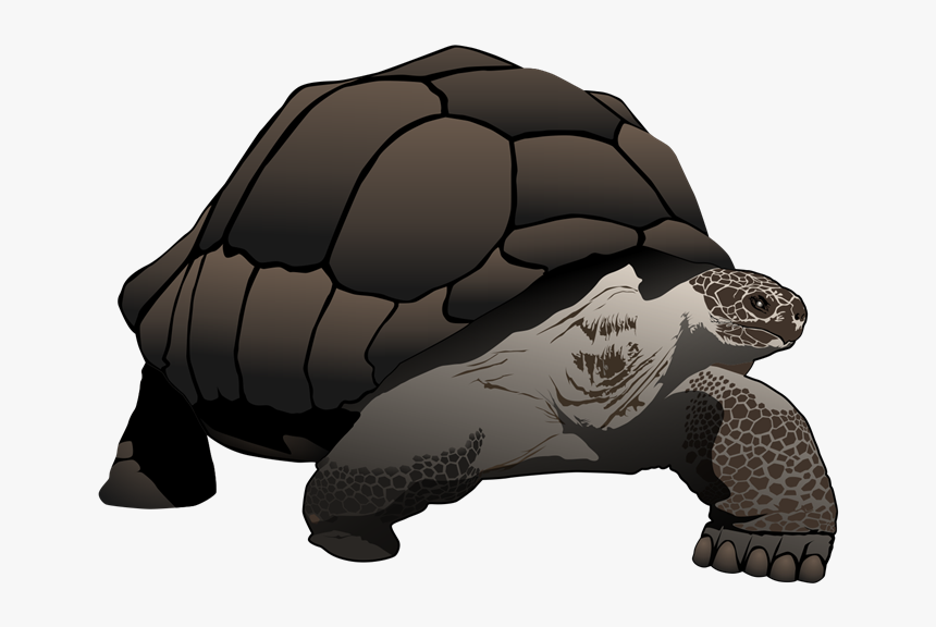 The Galapagos Tortoise Is The - Desert Tortoise, HD Png Download, Free Download