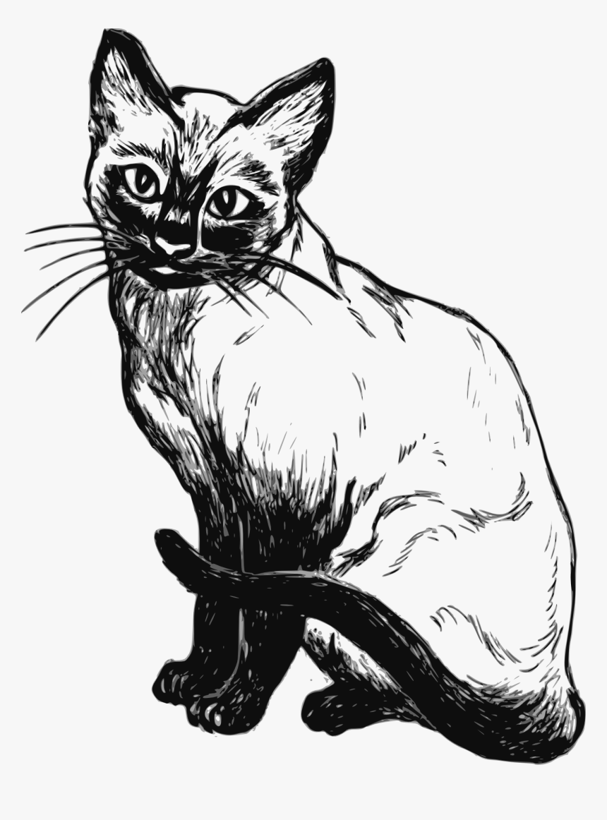 Transparent Gatos Png - Cat Black And White Png, Png Download, Free Download