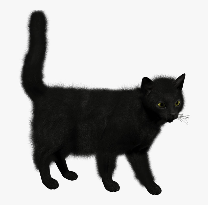 Cat - Black Cat Png, Transparent Png, Free Download