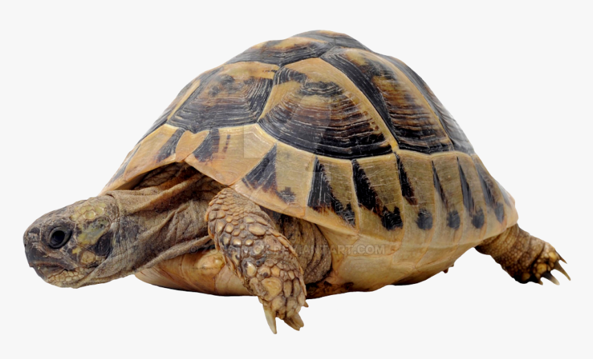 Turtle Transparent Background, HD Png Download, Free Download