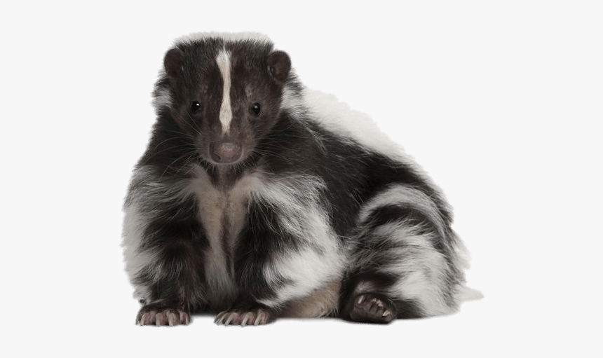 Cute Skunk - Skunk Transparent Background, HD Png Download, Free Download