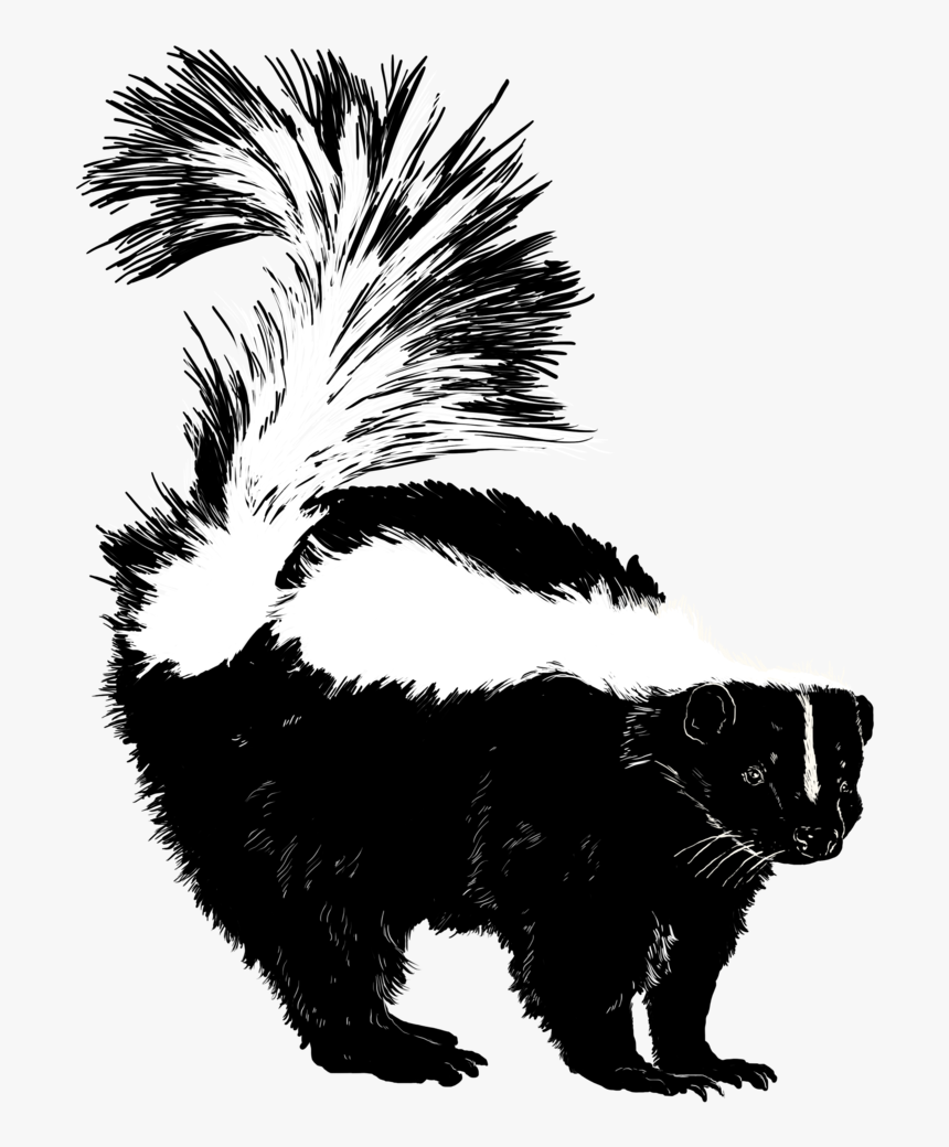 Skunk , Png Download - Illustration, Transparent Png, Free Download