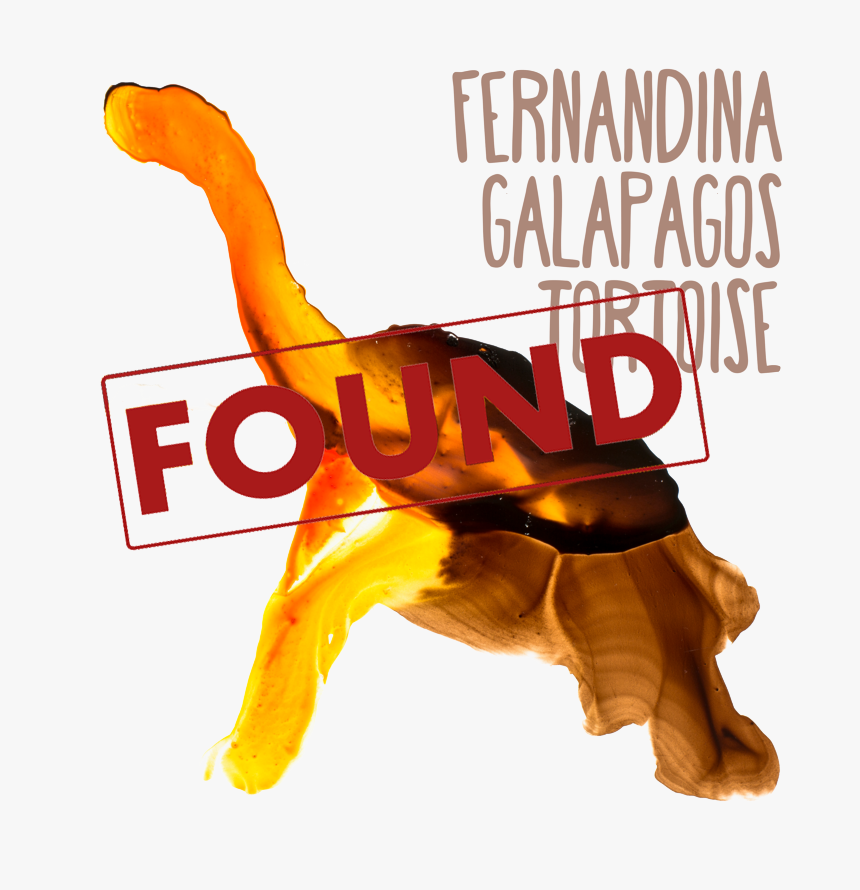 Fernandina Galápagos Tortoise Found - Poster, HD Png Download, Free Download