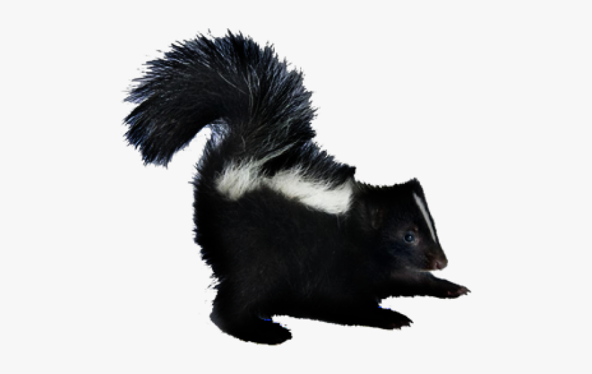 Skunk Png Transparent Images - Striped Skunk, Png Download, Free Download