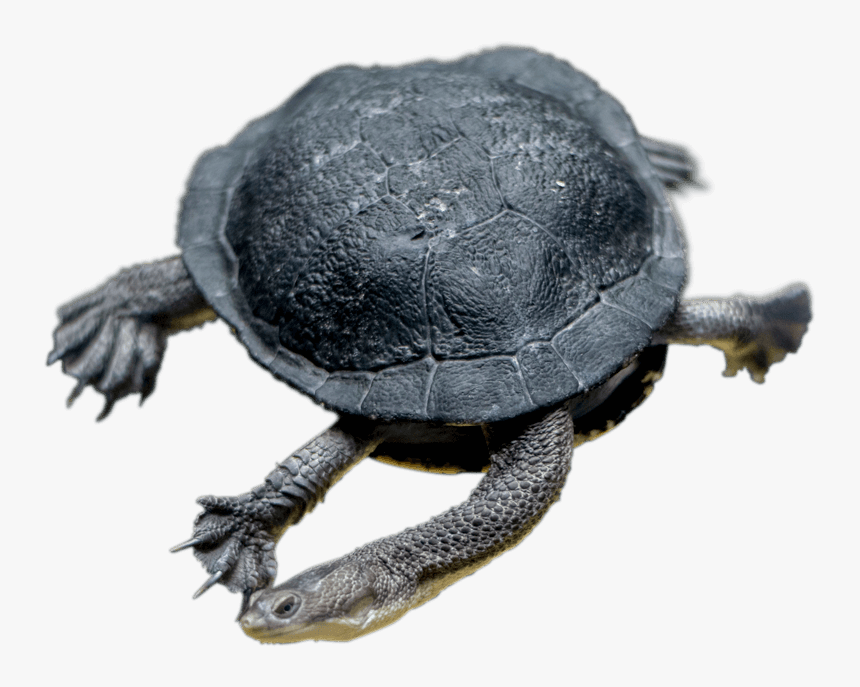 Turtle Feet, HD Png Download, Free Download