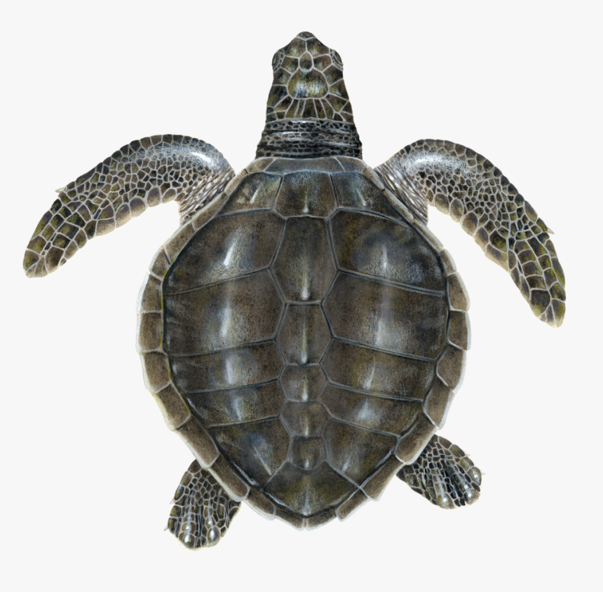 Juvenile Olive Ridley Sea Turtle - Juvenile Olive Ridley, HD Png Download, Free Download