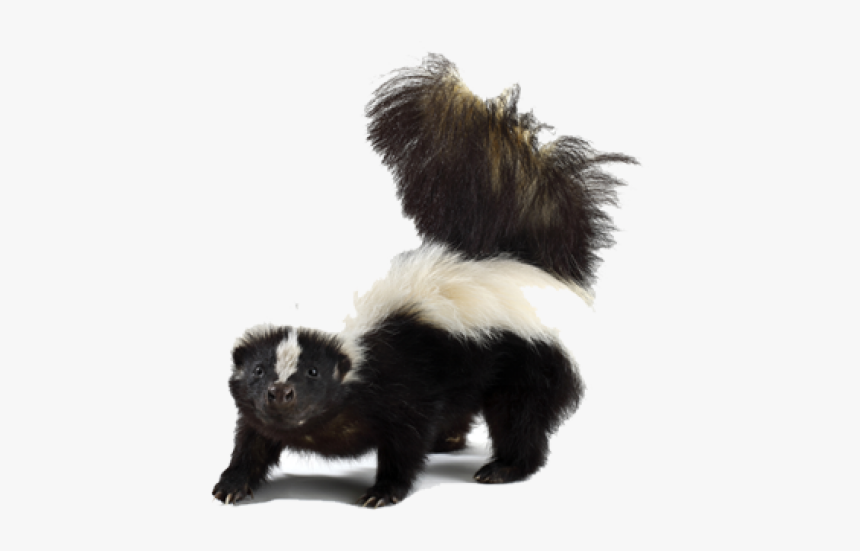 Skunk Png Transparent Images - Dirty Skunk, Png Download, Free Download