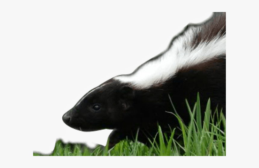 Skunk Png Transparent Images - Striped Skunk, Png Download, Free Download
