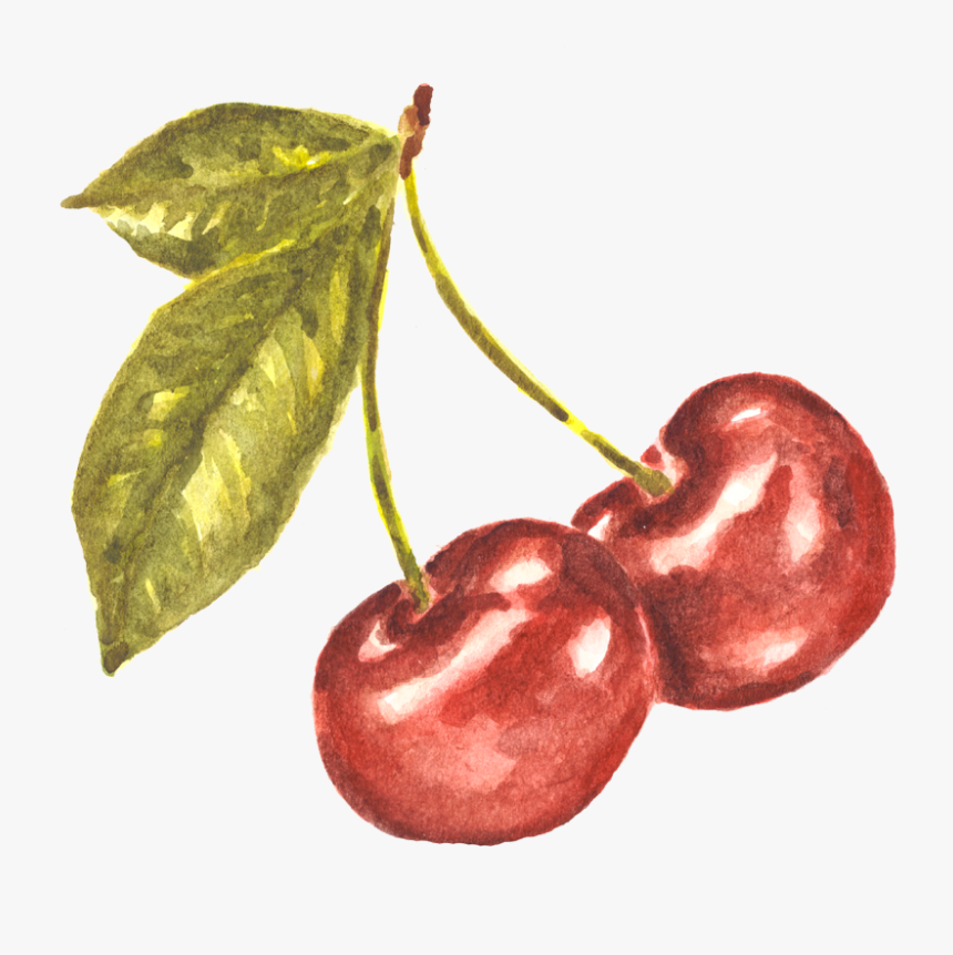 Pair Of Cherries Watercolor Study - Cherry Watercolor Transparent Background, HD Png Download, Free Download