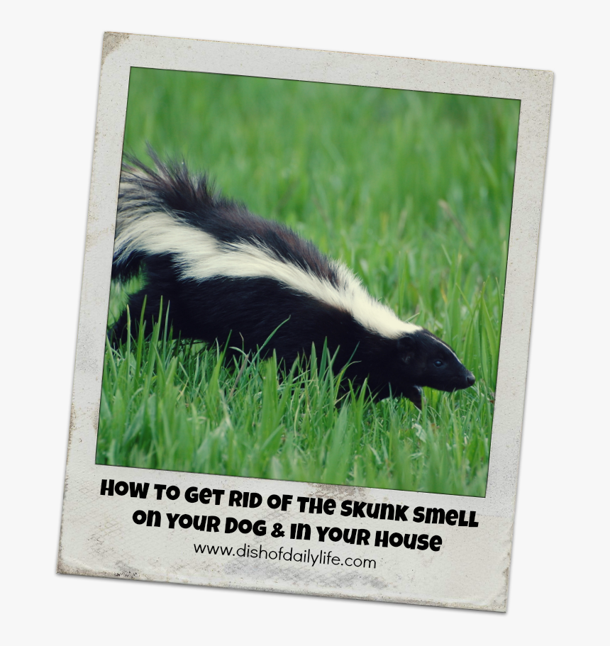 Skunk Hd, HD Png Download, Free Download