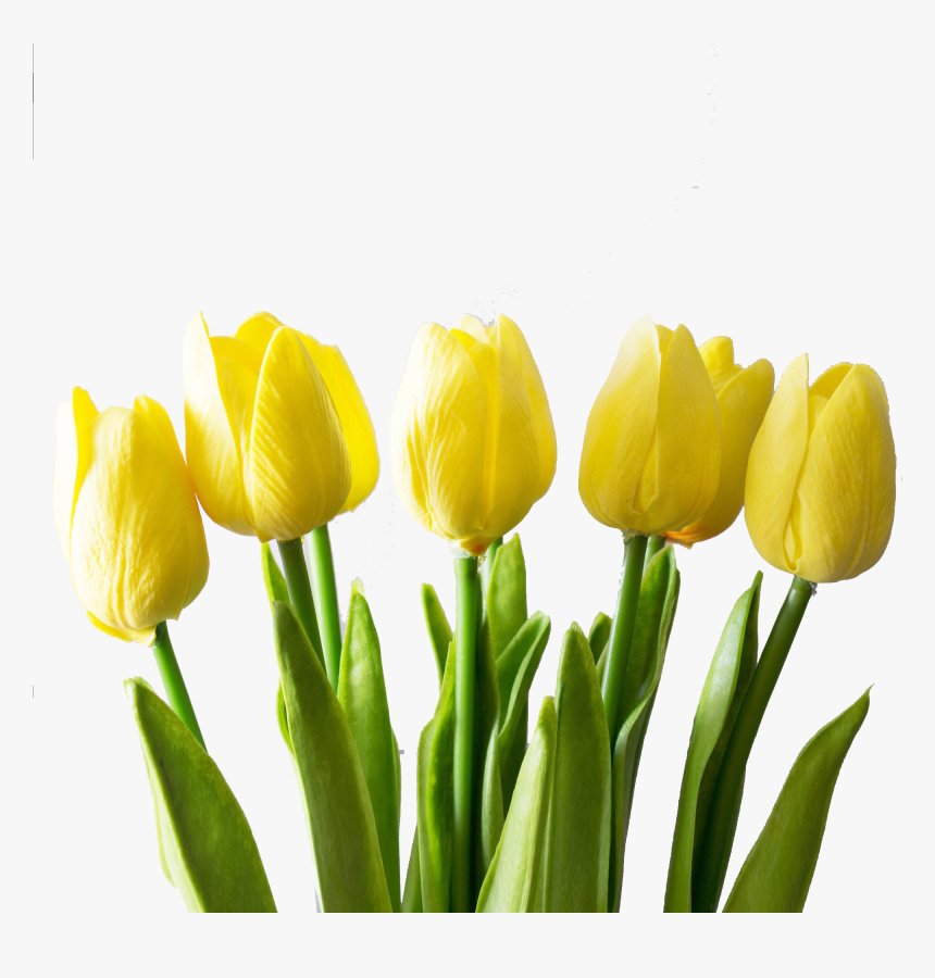Yellow Tulips Png Free Images - Yellow Tulips Png, Transparent Png, Free Download