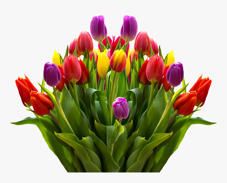 Tulips, Flowers, Spring, Isolated, Colorful, Nature - Tulips Flowers Png, Transparent Png, Free Download