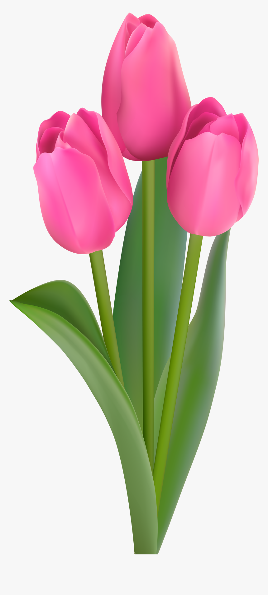 Transparent Tulips Png - Pink Tulips Flowers Clipart, Png Download, Free Download