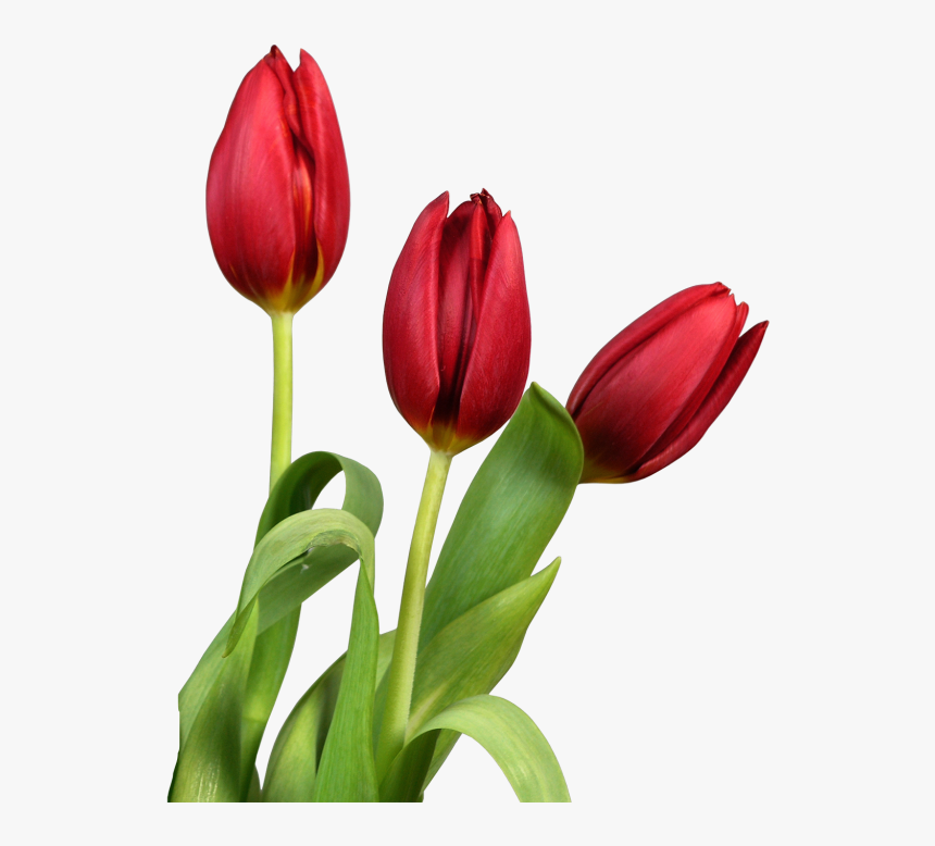 Tulip Png Image - Flower On White Background Hd, Transparent Png, Free Download