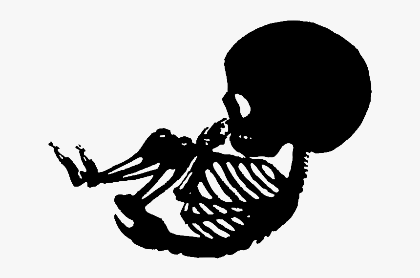 Transparent Baby Outline Clipart - Skeleton Baby In Womb, HD Png Download, Free Download
