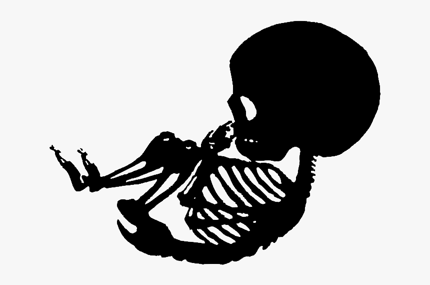 Transparent Baby Outline Clipart Skeleton Baby In Womb HD Png 