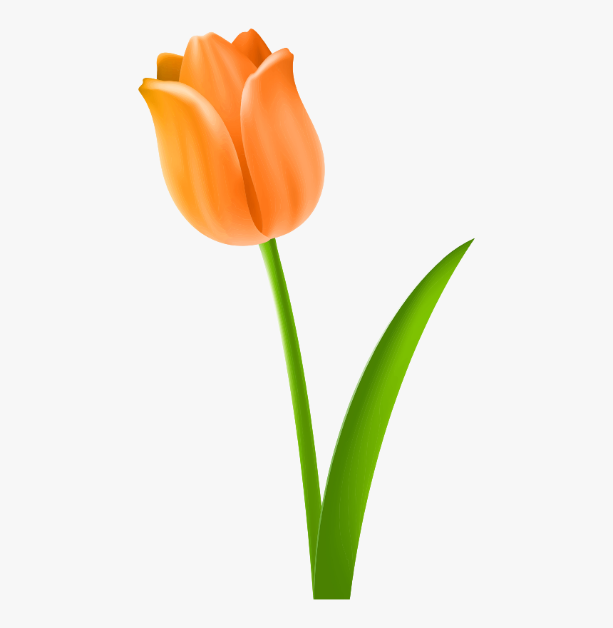 All Photo Png Clipart - Hình Ảnh Vẽ Hoa Tulip, Transparent Png, Free Download