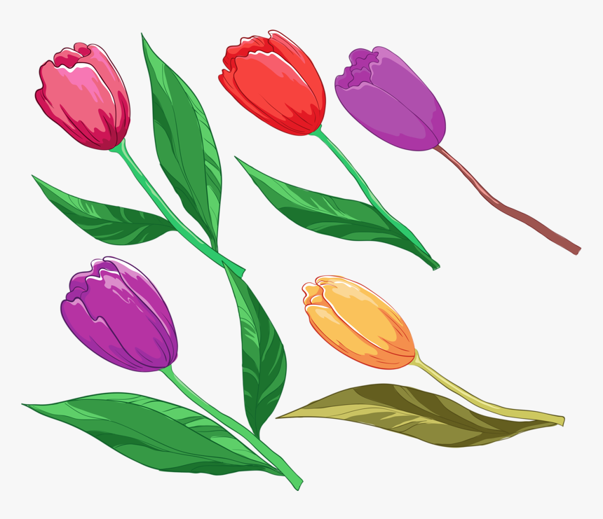 Lady Tulip, HD Png Download, Free Download