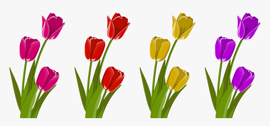 Cut Flowers Tulip Petal - Tulip, HD Png Download, Free Download