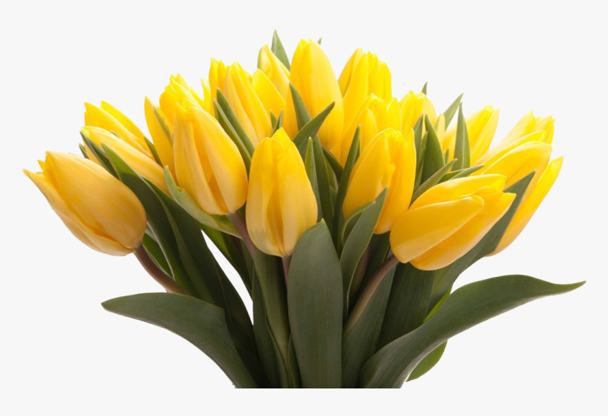 Yellow Tulips Png Picture - Mothers Day Flowers Yellow, Transparent Png, Free Download
