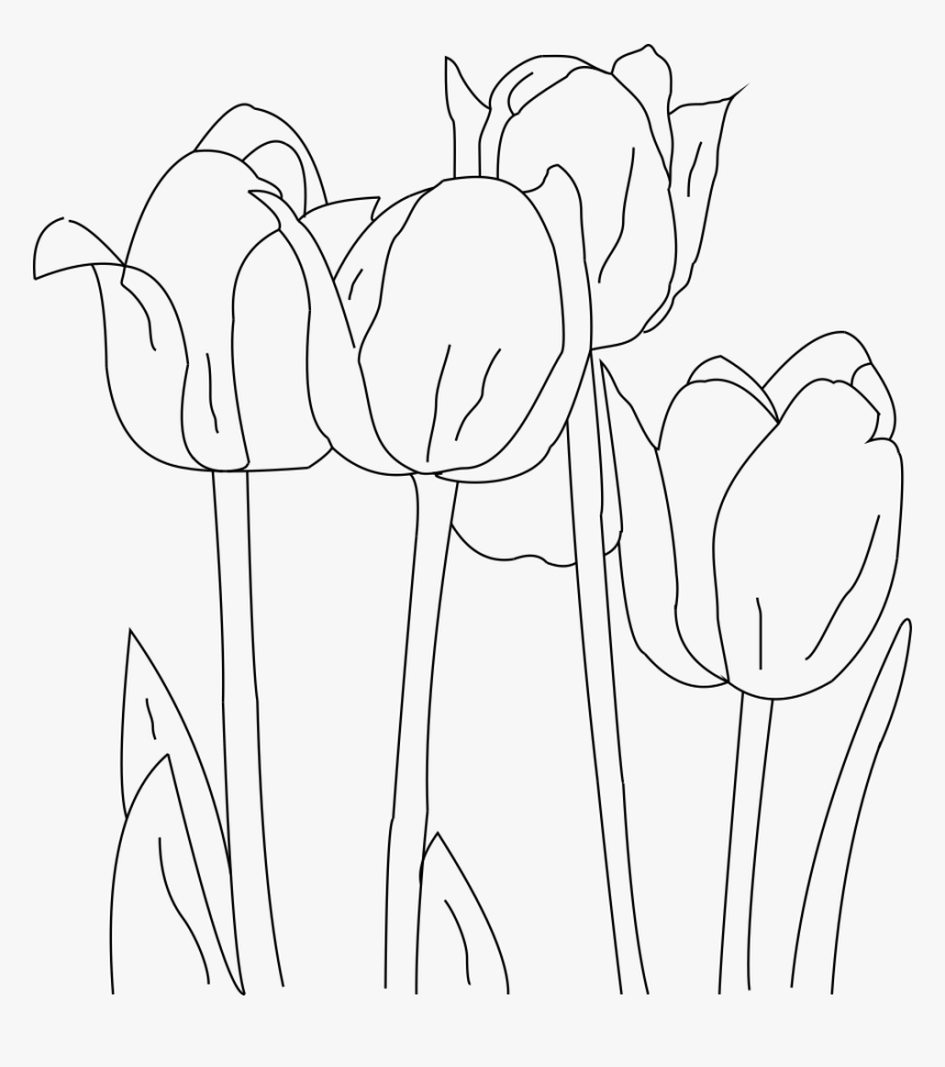 Tulip, HD Png Download, Free Download