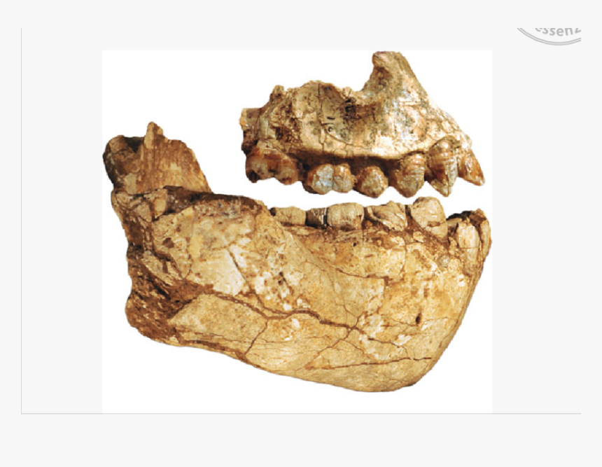 Australopithecus Deyiremeda, HD Png Download, Free Download