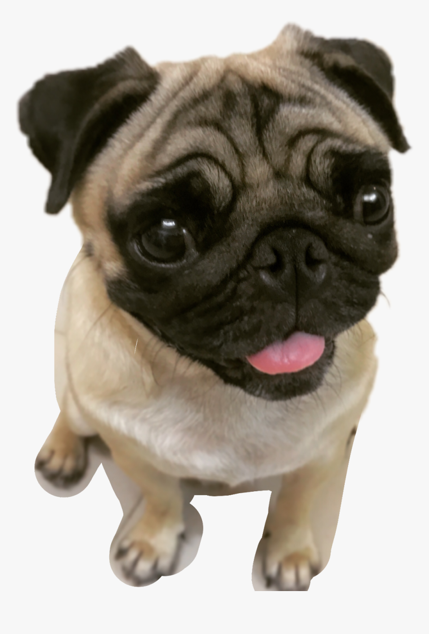 #pug #pugs #pugface #puglife#freetoedit - Pug Transparent, HD Png Download, Free Download