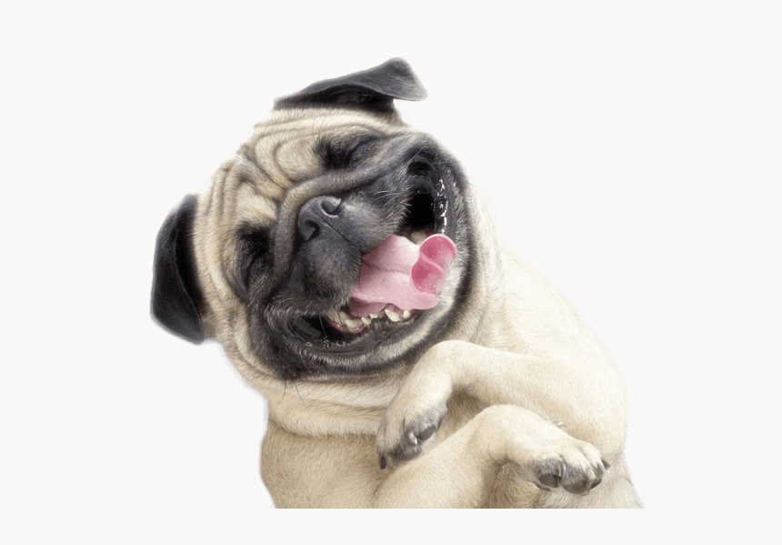 Funny Dog Transparent Png, Png Download, Free Download