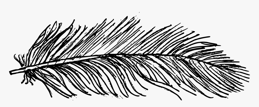 173 1735892 drawing feather texture line art hd png download