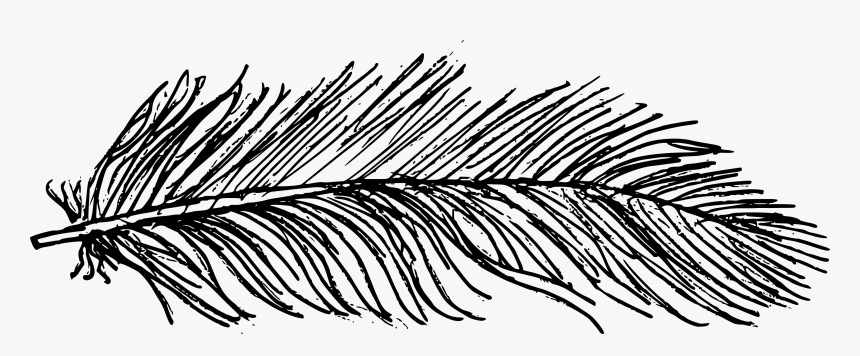 Drawing Feather Texture - Line Art, HD Png Download, Free Download